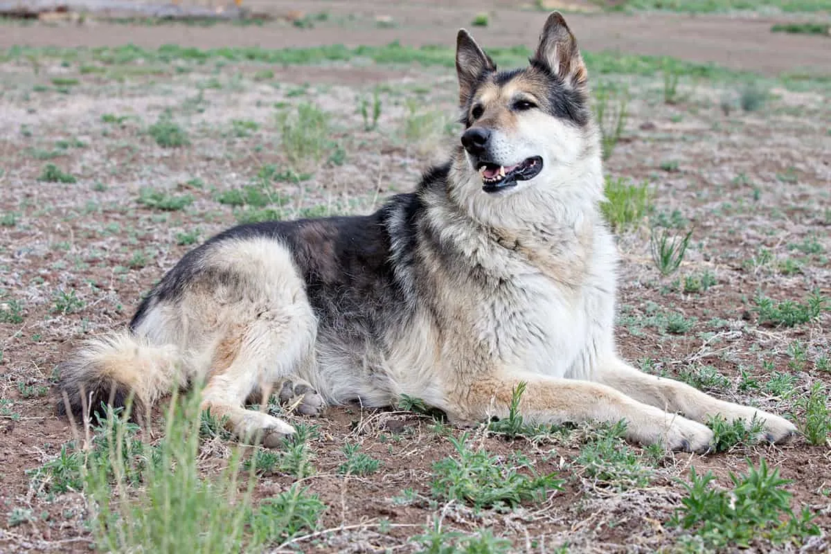 Alaskan Shepherd